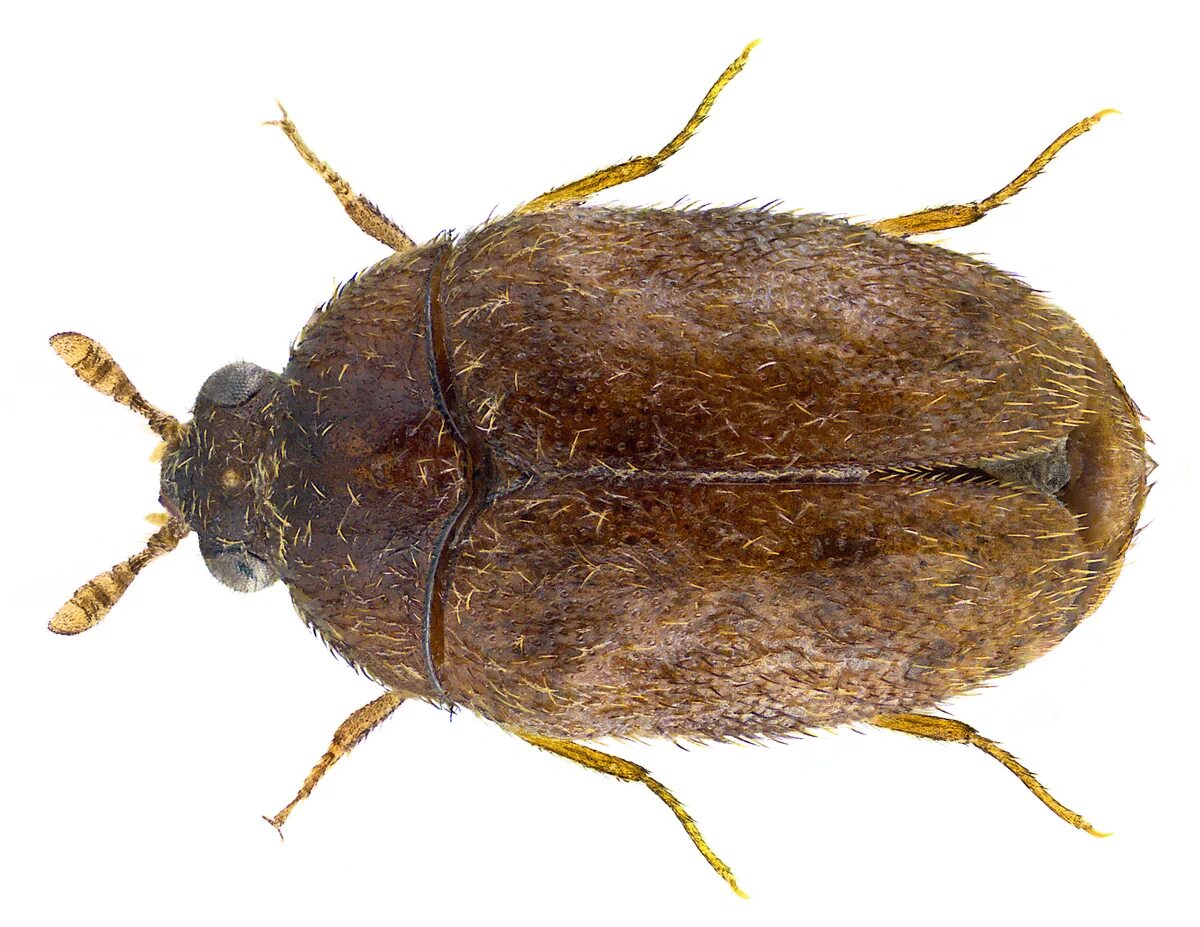 Капровый жук фото и описание File:Trogoderma granarium Everts, 1899 (30364726883).png - Wikipedia