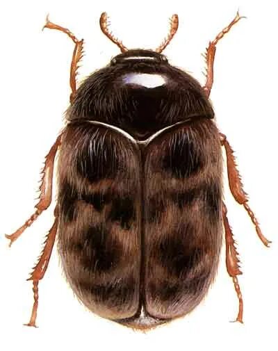 Капровый жук фото и описание Khapra beetle - Wikipedia