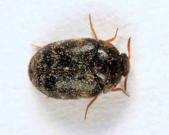 Капровый жук фото и описание Glabrous Cabinet Beetle - Trogoderma glabrum - BugGuide.Net