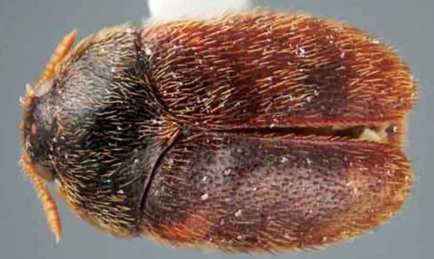 Капровый жук фото и описание Agriculture department issues new measures for beetle treatment of sea container