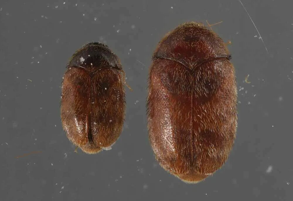 Капровый жук фото и описание Invasive Insects: The Top 4 "Most Wanted" List