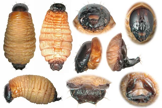 Капровый жук фото и описание Личинка жука Cosmopolites sp. (Dryophthoridae) - фотографии А.А. Зайцева