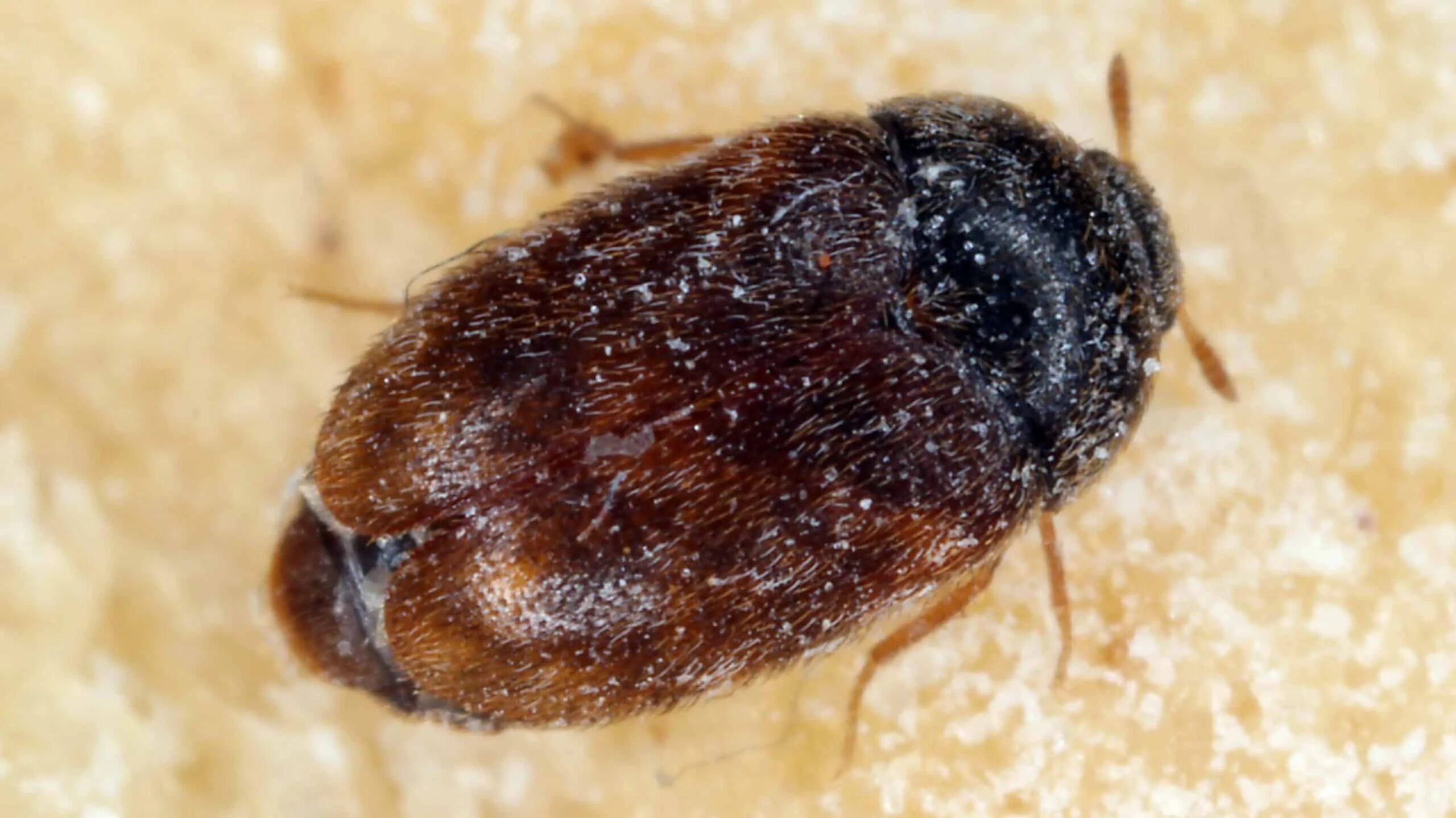 Капровый жук фото и описание Khapra Beetle - A-Z Animals