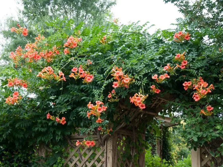 Капсис фото и описание кустарника How To Grow and Care for Trumpet Vine - World of Flowering Plants Trumpet vine, 