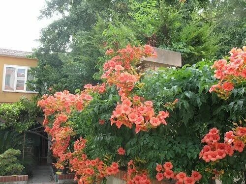 Капсис фото и описание кустарника TRUMPET VINE RED - CAPSIS RADICANS (50 SEEDS) TROPIC CLIMBING PERENNIAL! eBay