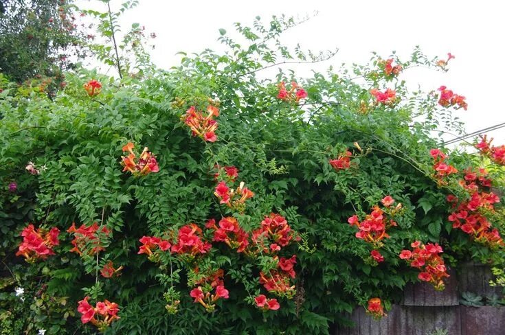 Капсис фото и описание кустарника TRUMPET CREEPER,ORANGE (BAREROOT/Plant) Campsis radicans Cây cối, Cây lâu năm, C