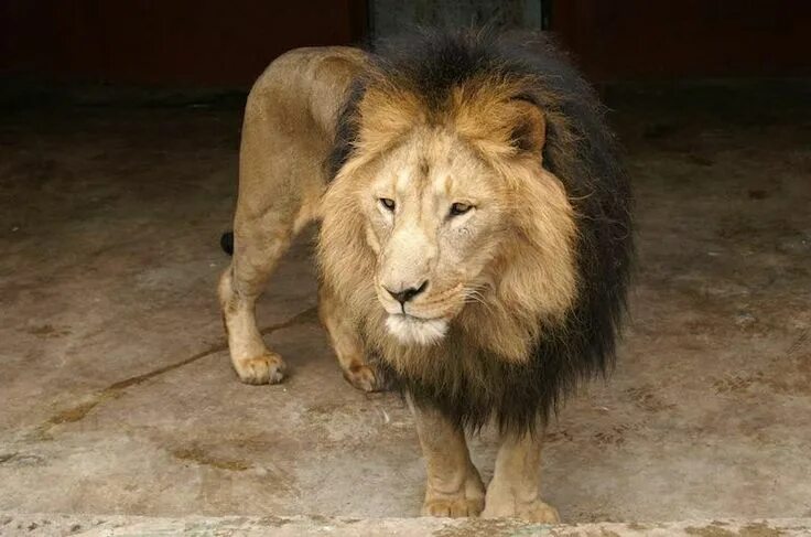Капский лев фото DNA confirms genetically distinct lion population for Ethiopia Lion population, 