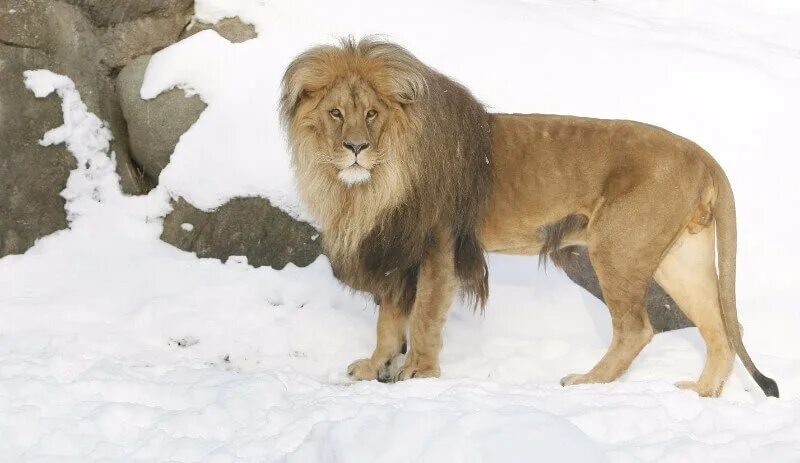 Капский лев фото Heartwarming and Perfectly Timed Photos of Animals in the Snow
