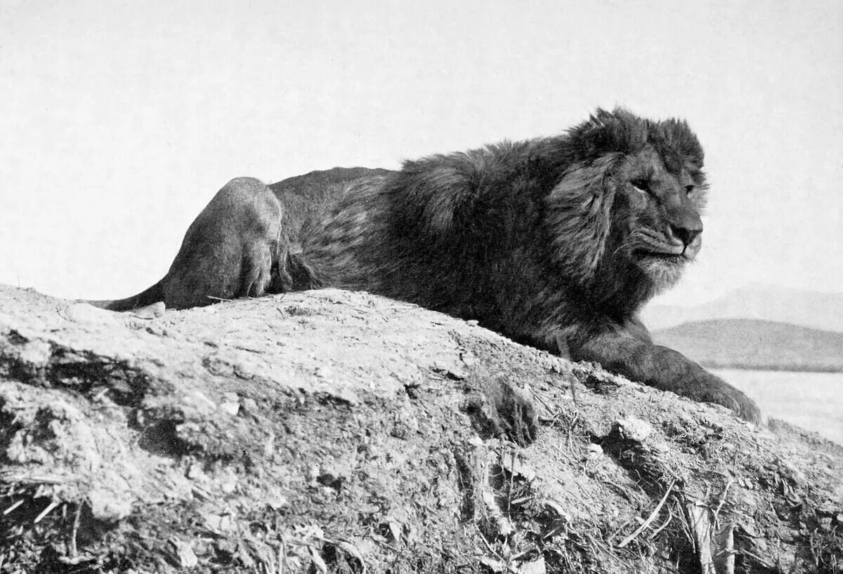 Капский лев фото Barbary Lion Animal Database Fandom