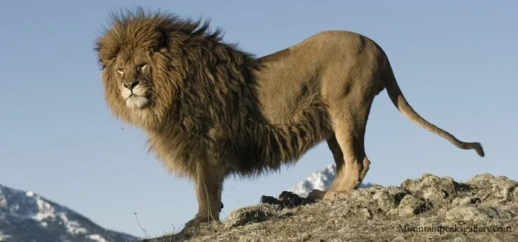 Капский лев фото Barbary lion, originally ranged from Morocco to Egypt. It is extinct in the wild