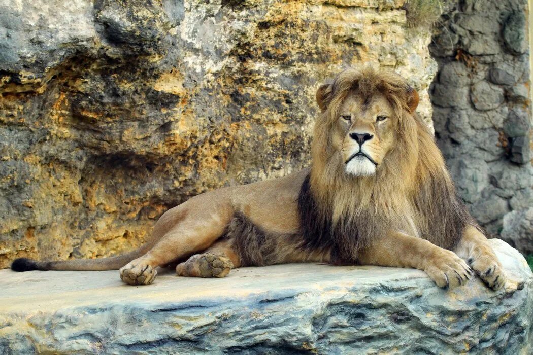 Капский лев фото Barbary lion - ZooChat