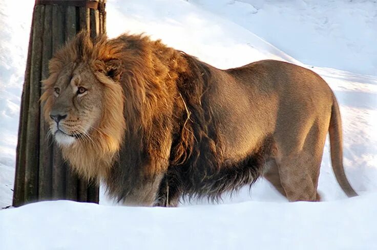 Капский лев фото 4 Leadership Tactics to Conquer Fears and Doubts - Leading With Honor ® Fear of 