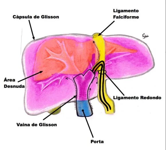 Капсула печени фото Name capsula использовано name