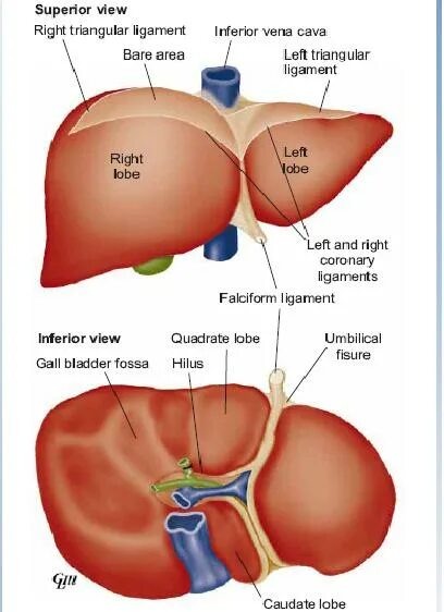 Капсула печени фото Invasive Vs. Non-Invasive Blood Pressure Monitoring - Medchrome