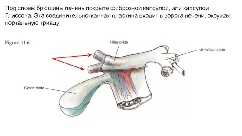 Капсула печени фото Хирургическая анатомия печени, порто-кавальных анастомозов. Современные методы и
