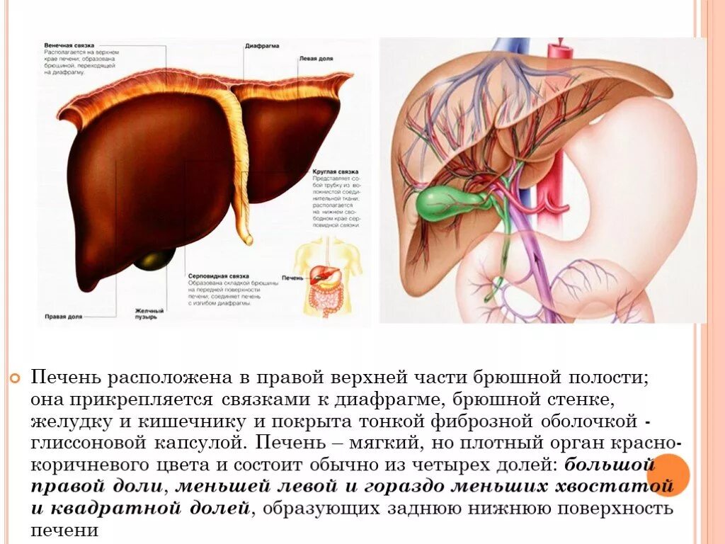 Капсула печени фото Презентация "Печень, анатомия, физиология и её функции." - скачать проект