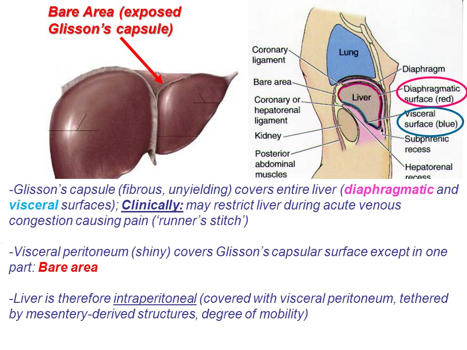 Капсула печени фото Liver Christopher Ramnanan, Ph.D. Dept. of Cellular and Molecular Medicine Descr