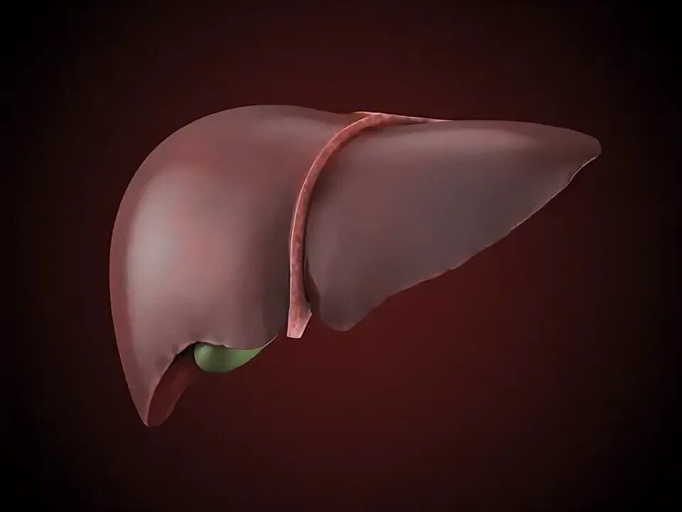 Капсула печени фото Liver Function Images - Browse 112 Stock Photos, Vectors, and Video Adobe Stock