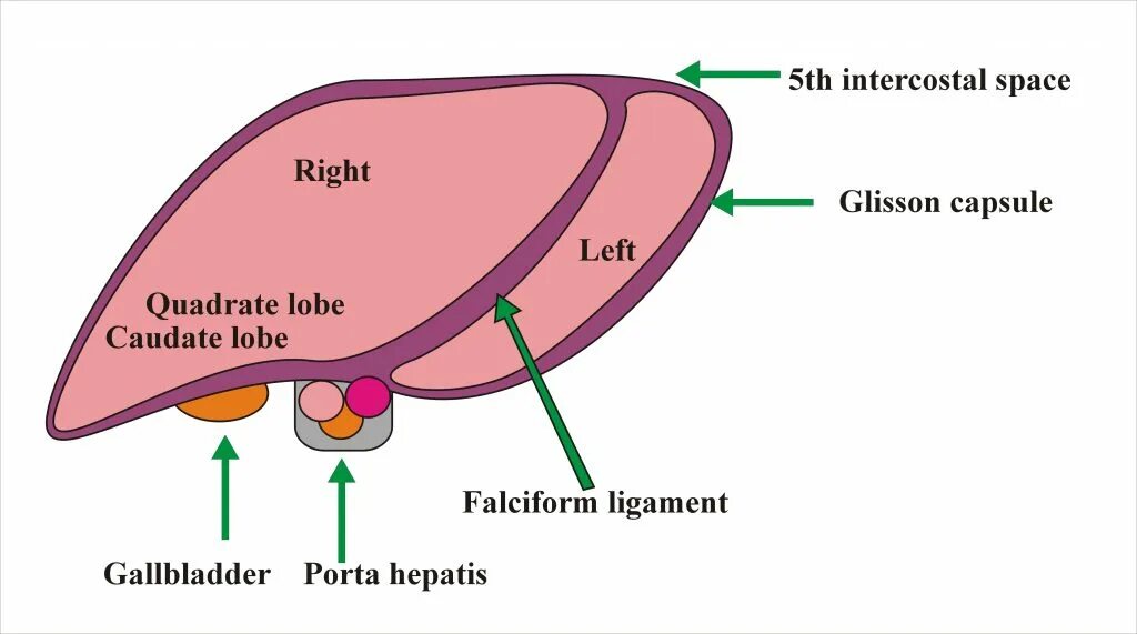 Капсула печени фото Liver Anatomy - Labpedia.net