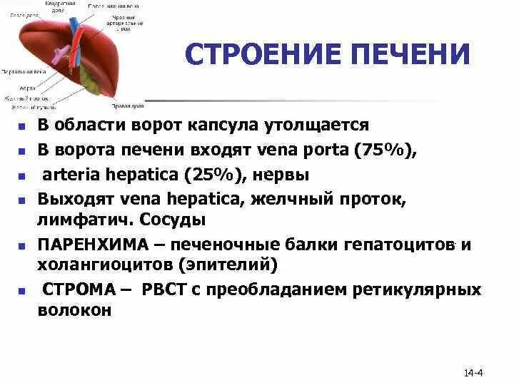Капсула печени фото Ворота печени: найдено 80 картинок