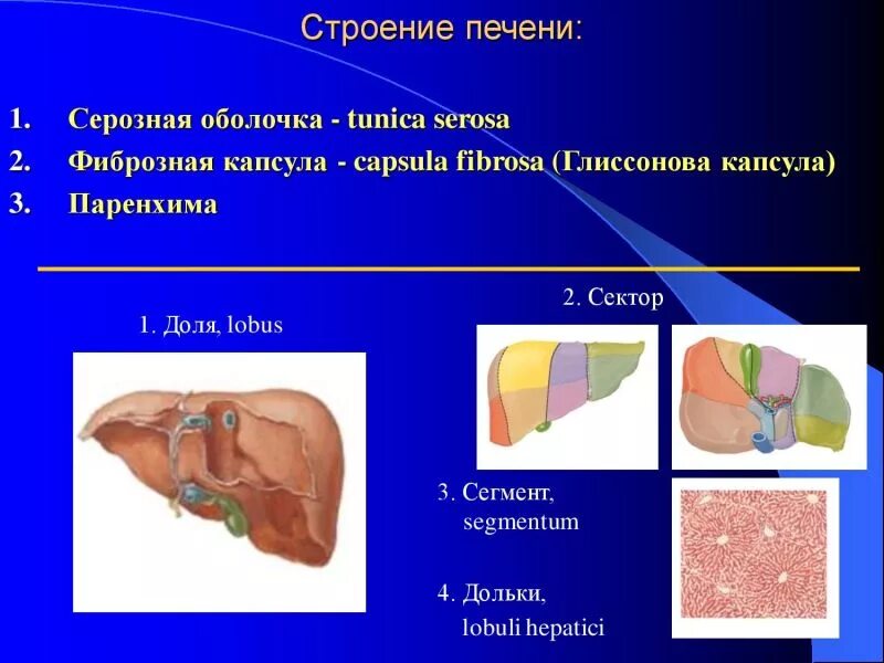 Капсула печени фото Уплотненная печень: Что покажет расшифровка УЗИ брюшной полости - Стоматологичес