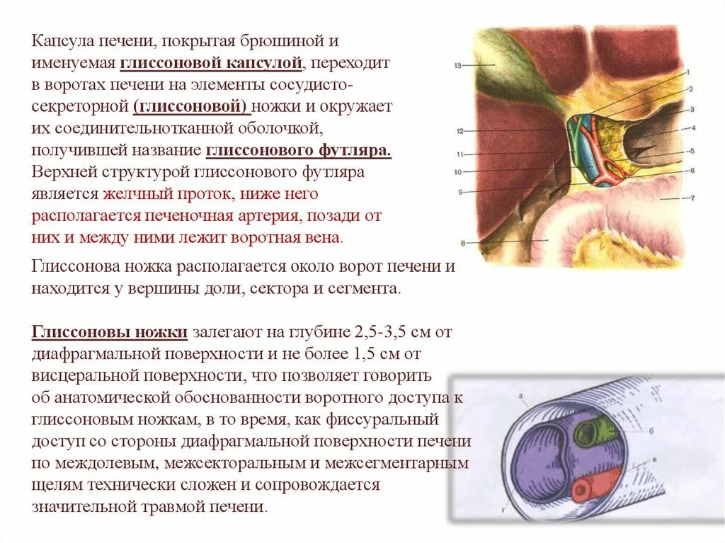 Капсула печени фото Глиссонова капсула
