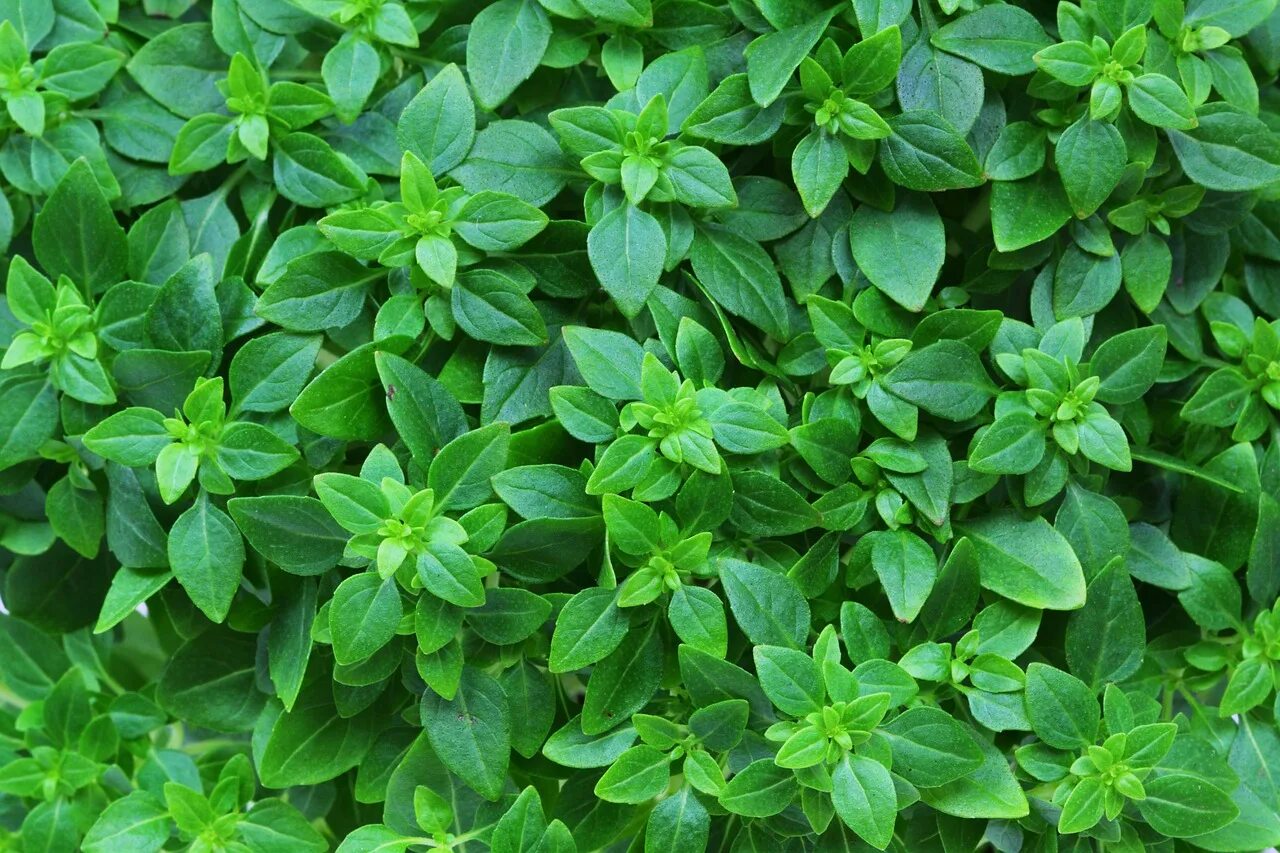 Капури трава фото Lime Basil (70+ Seeds) - Florida Seed & Garden