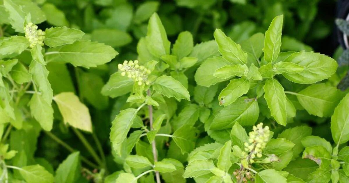 Капури трава фото Discover the Healing Power of Tulsi - Holy Basil