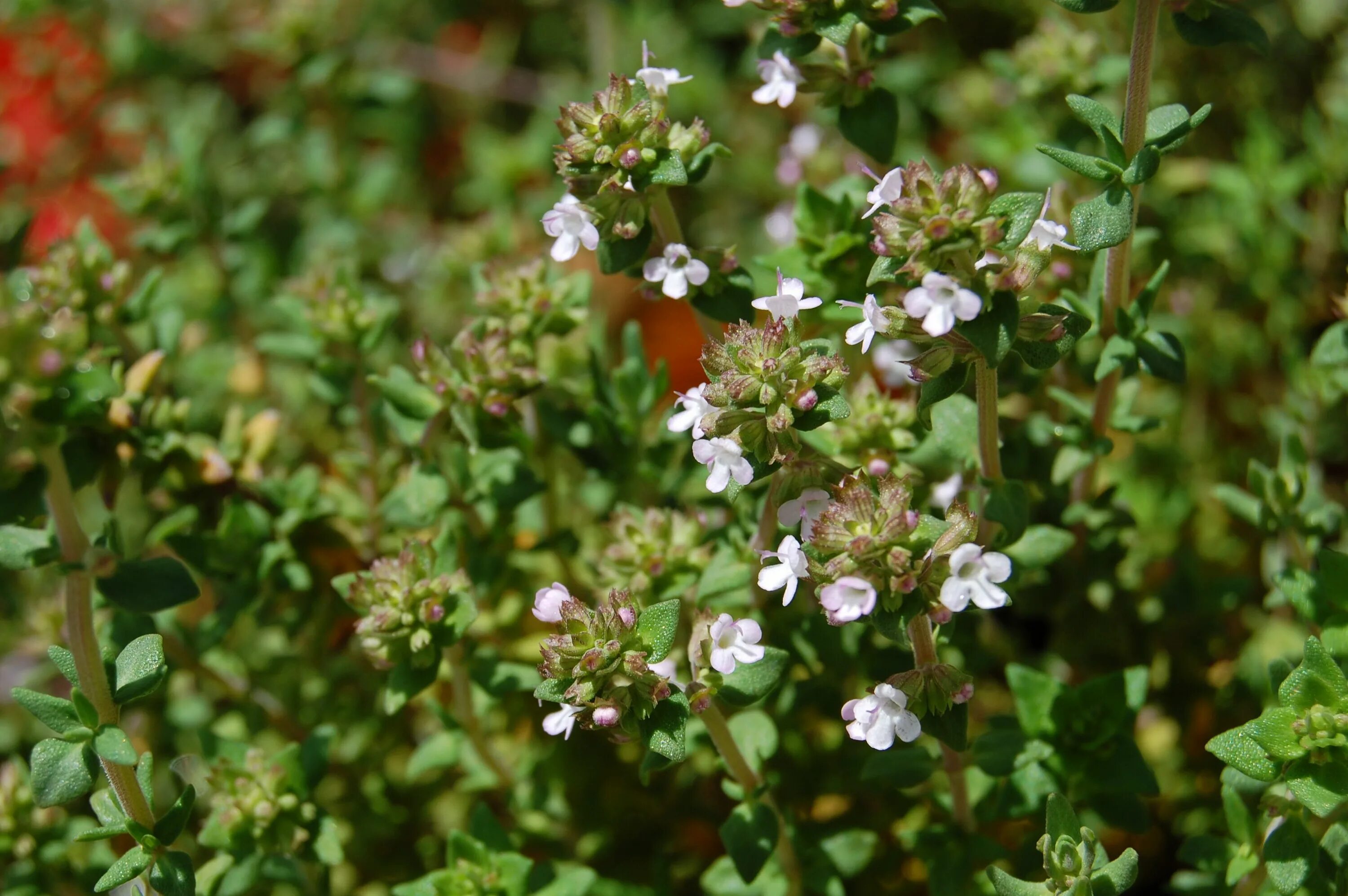 Капури трава фото Pin by Patti MacLachlan Dougherty on Herb garden Herbs, Plants, Shrubs