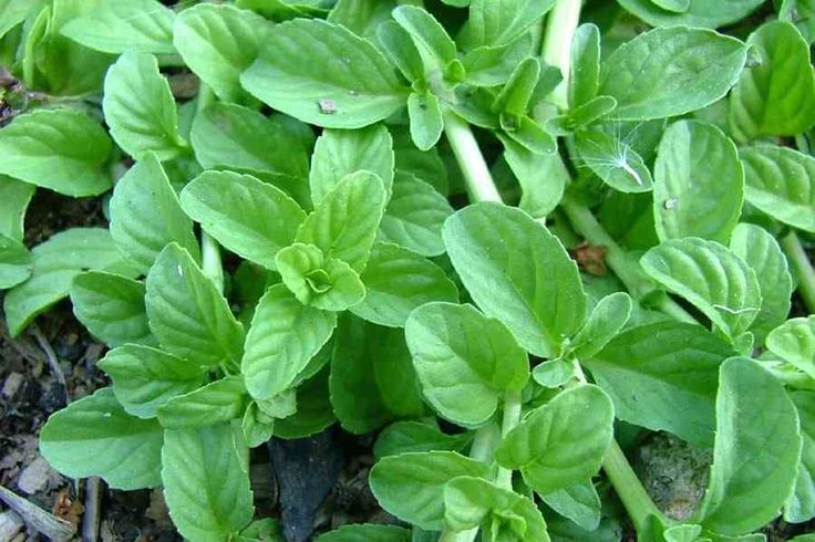 Капури трава фото Mentha pulegium Herbs, Vegetables, Herb garden