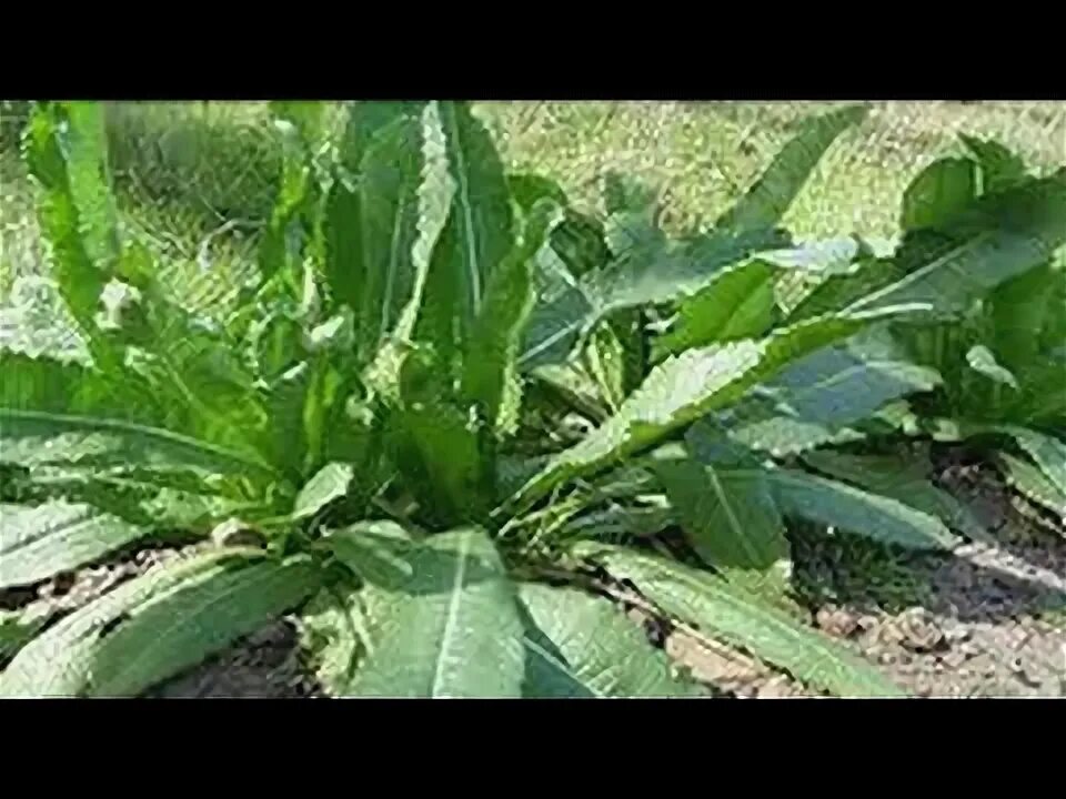 Капури трава фото A quick overview on 4 wild edibles in your yard! - YouTube