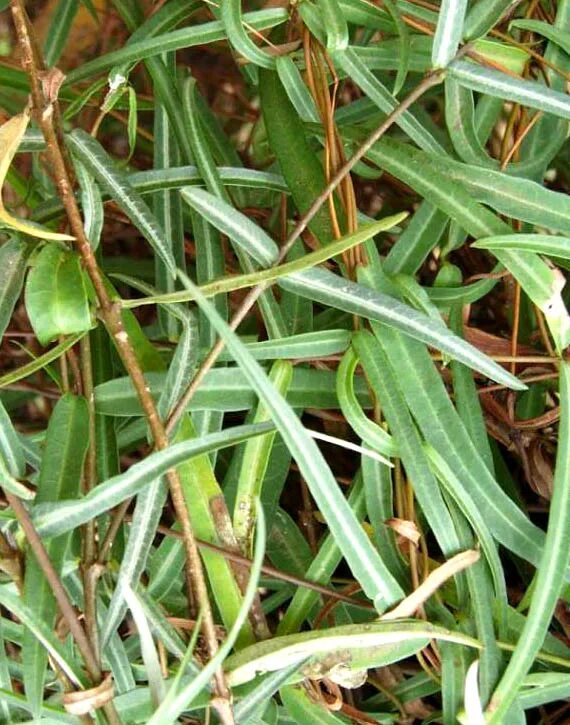 Капури трава фото Sarsaparilla In Malayalam / ദ ഹ ശ മ ന യ ര ഗ ശ മ ന യ മ ണ ന റ ന ണ ട Health Benefit
