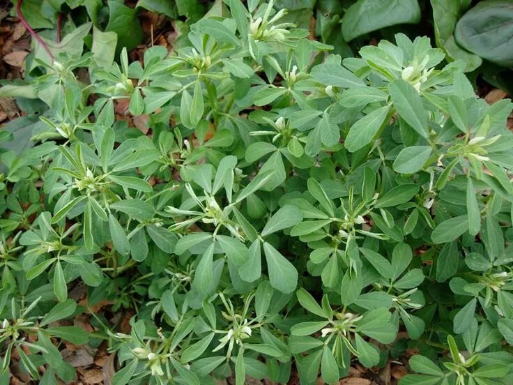 Капури трава фото Fenugreek, Trigonella foenum-graecum, Fabaceae, is an annual plant with leaves c