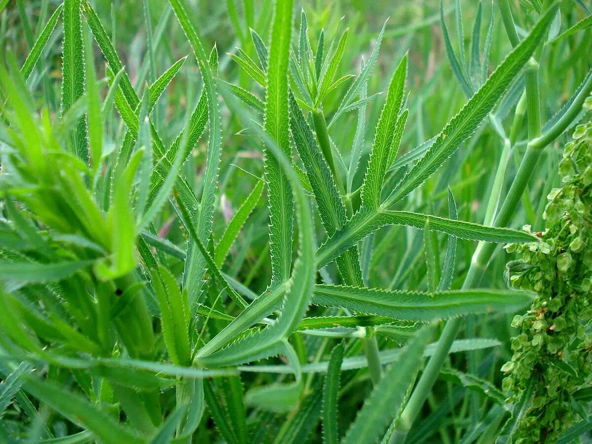Капури трава фото Falcaria vulgaris - Wikispecies