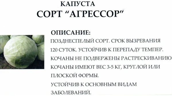Капуста агрессор f1 описание сорта фото отзывы Капуста агрессор f1 описание сорта фото отзывы фото - Arhids.ru