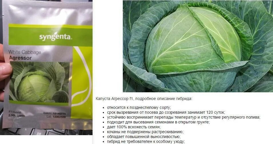 Капуста агрессор описание сорта фото отзывы садоводов Голландские сорта капусты: виды с фото, посадка и уход