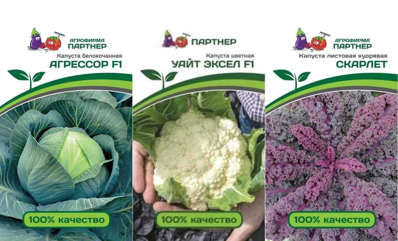 Капуста агрессор описание сорта фото отзывы садоводов Характеристики Набор семян 3 упаковки, Капуста Агрессор, цветная Уайт Эксел, Кап