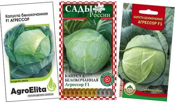 Капуста агрессор отзывы фото Капуста сорт агрессор AnikStroy.ru