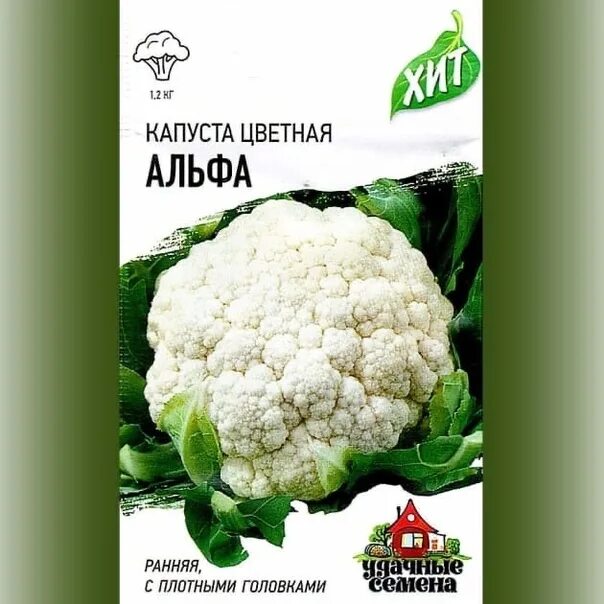 Капуста альфа фото Seedlings of cabbage Glory and Moscow late, pumpkin candy, smile, patissons. 891
