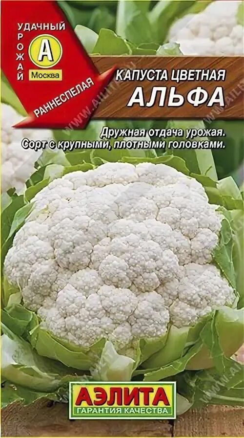 Капуста альфа фото 01193 Капуста цветная Альфа
