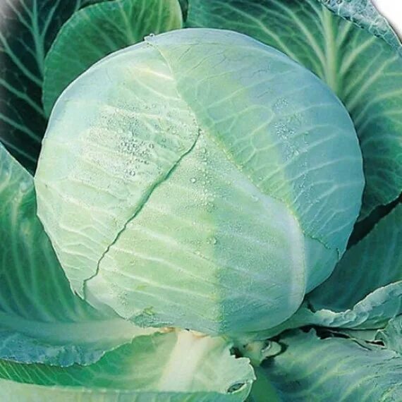 Капуста амагер фото Seeds White Cabbage Amager Late Dense Vitamin Vegetables Seeds Etsy