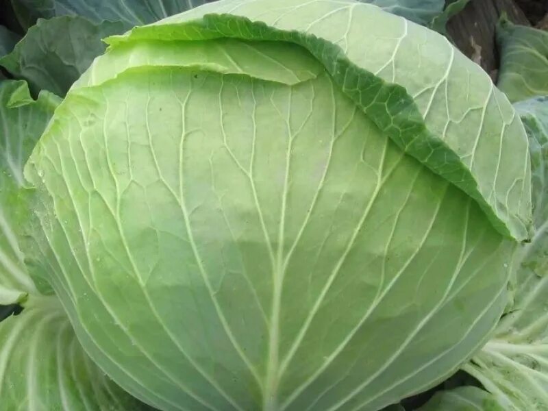 Капуста амагер фото Капуста белокоч. Голова садовая (ранняя, серия Русский вкус) - семена купить в М