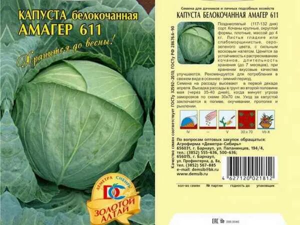 Капуста амагер фото описание "Капуста белокочанная Амагер: описание, секреты успешного выращивания