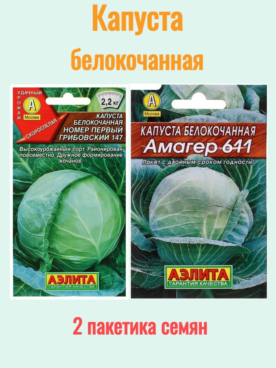 Капуста амагер описание отзывы фото Капуста Капуста1_Амагер 611 и Номер Первый Грибовский 147 51554 - купить по выго