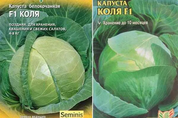 Капуста артрия описание сорта фото отзывы Томат Стыдливый румянец: описание сорта, отзывы, фото