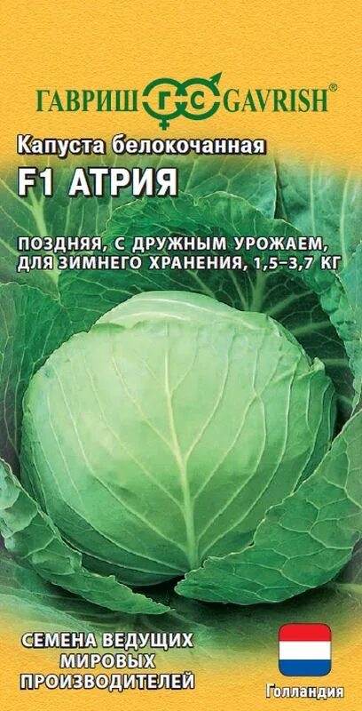 Капуста атрия f1 описание сорта фото Семена Капуста б/к F1 Атрия: описание сорта, фото - купить с доставкой или почто
