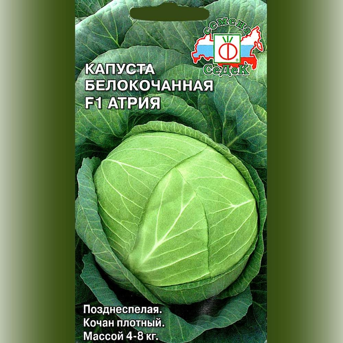 Капуста атрия f1 описание сорта фото Капуста атрия описание сорта фото отзывы садоводов фото - Arhids.ru
