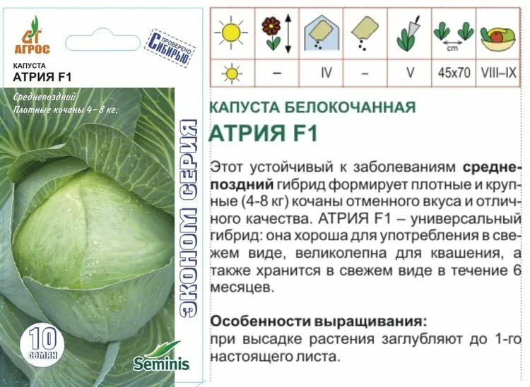 Капуста атрия описание сорта фото Семена Капуста б/к Атрия F1: описание сорта, фото - купить с доставкой или почто