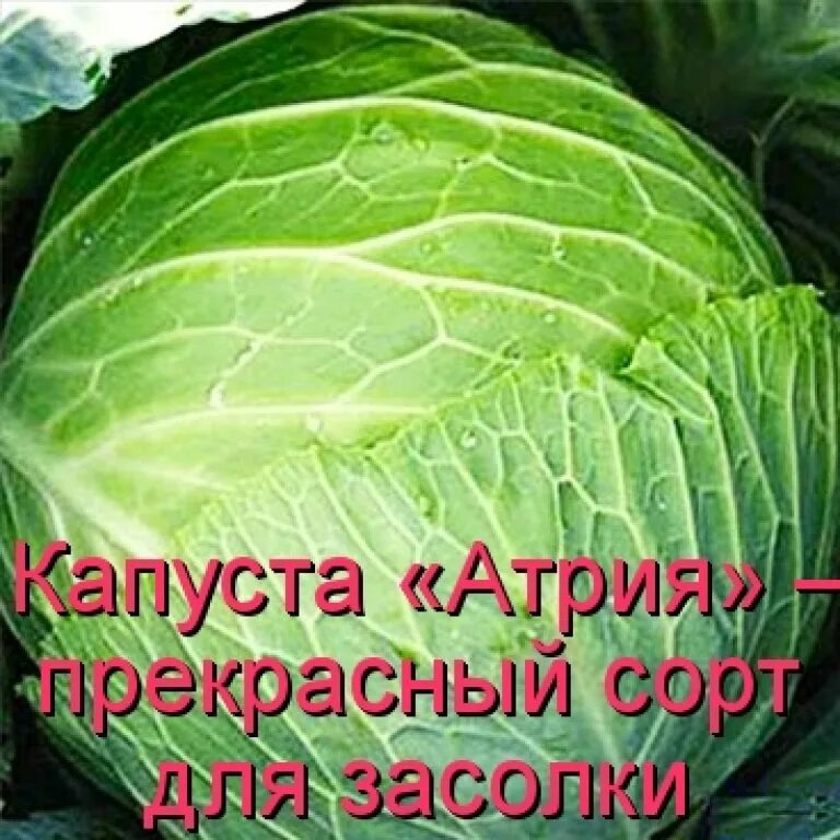 Капуста атрия описание сорта фото Купить рассаду Капуста белокочанная среднепозняя Атрия кассета 6 растений по выг