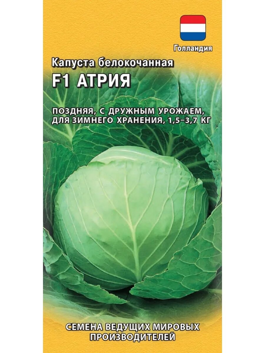 Капуста атрия описание сорта фото Капуста белокочанная Атрия F1, 10шт, Гавриш, Seminis Гавриш 72554385 купить за 1